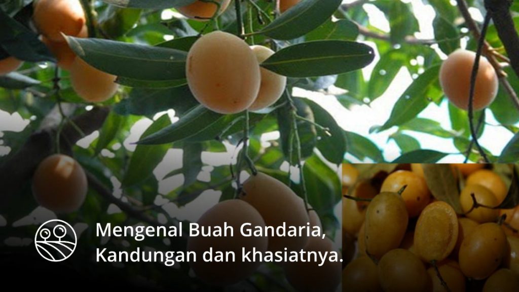 BUAH GANDARIA : KANDUNGAN DAN KHASIAT