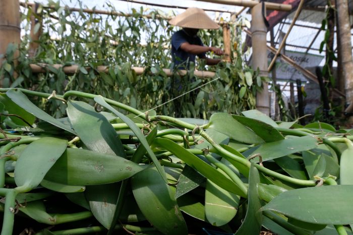 8 LANGKAH MENANAM VANILI CEPAT BERBUAH