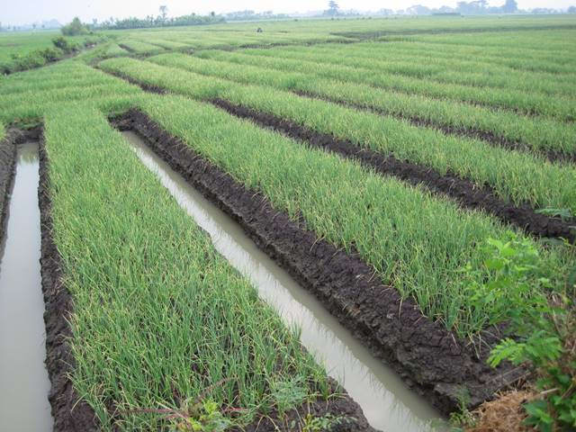 ladang bawang merah