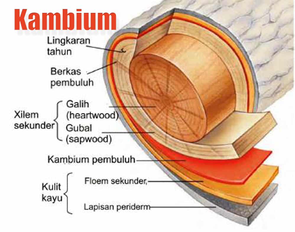 ilustrasi kambium tanaman