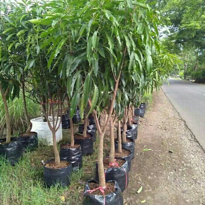 mangga hasil cangkokan
