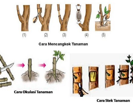 perbedaan cangkok okulasi dan stek