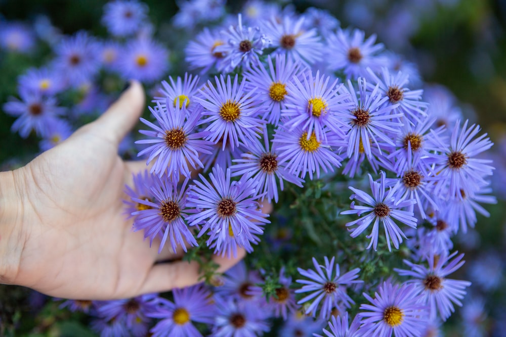 aster ungu
