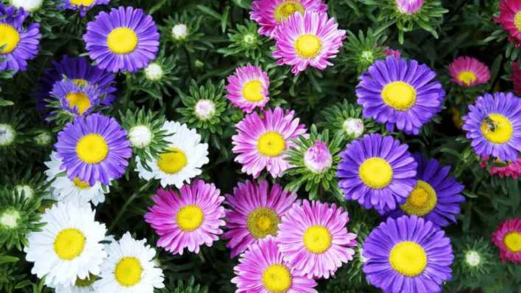 jenis jenis bunga aster