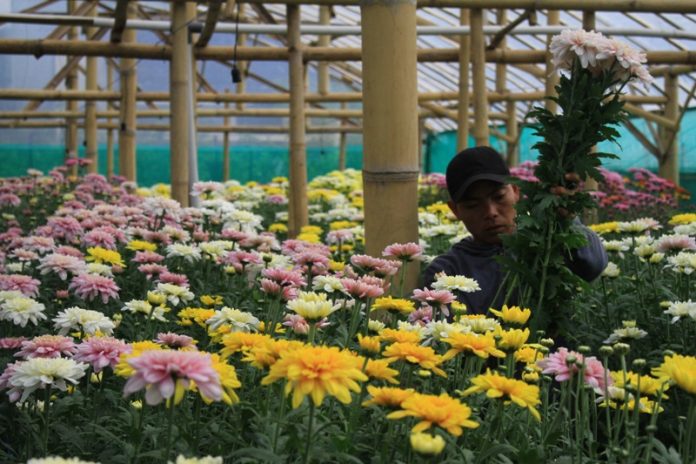 kebun bunga aster dalam greenhouse
