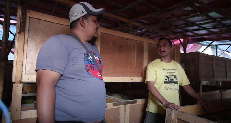 Kandang yang Baik Untuk Budidaya Jangkrik