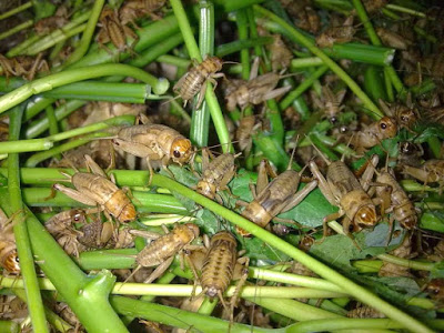 pakan jangkrik