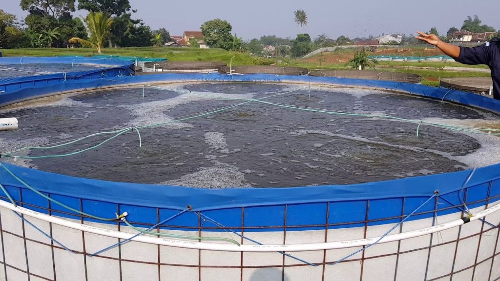 Inovasi Budidaya Lele dengan Sistem Bioflok