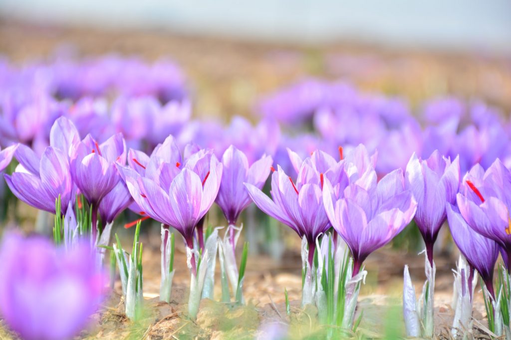 Mengenal Saffron, Emas Merah Kaya Manfaat Asal Iran