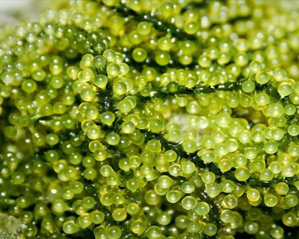 Kenali Sea Grapes: 7 Manfaat dan 4 Olahannya