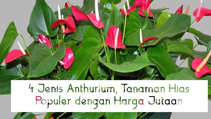 4 Jenis Anthurium, Tanaman Hias Populer dengan Harga Jutaan