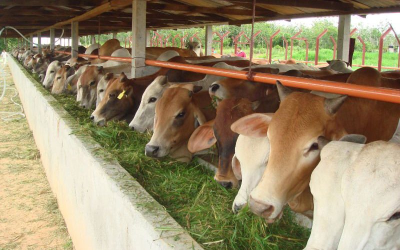 BUDIDAYA PENGGEMUKAN SAPI POTONG