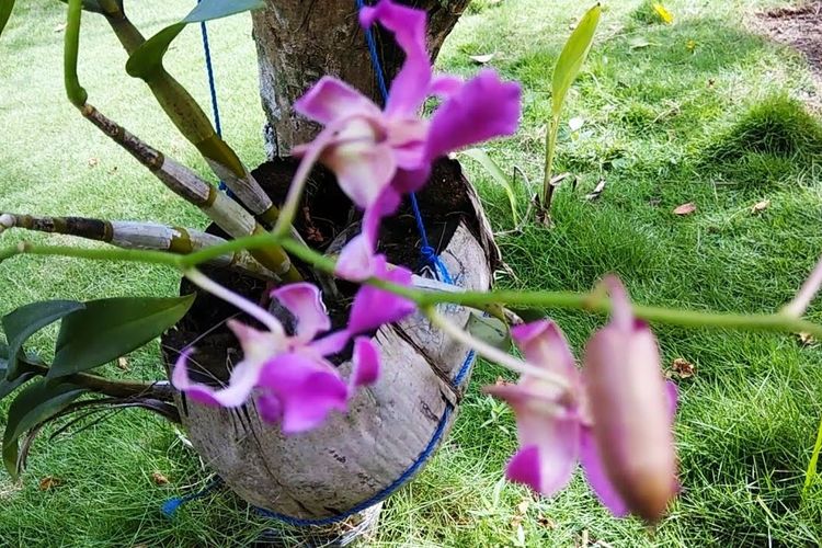 Cara Menanam Anggrek Dengan Sabut Kelapa Cara Menanam Anggrek Dengan Sabut Kelapa