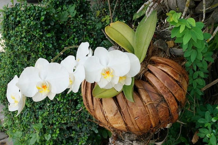 Cara Menanam Anggrek Di Pohon