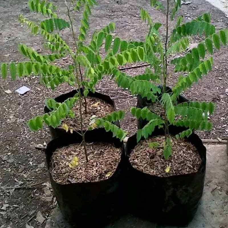 Cara Menanam Belimbing Wuluh