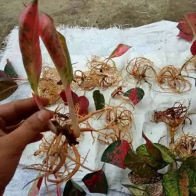 Cara Menanam Bonggol Aglonema Beli Online