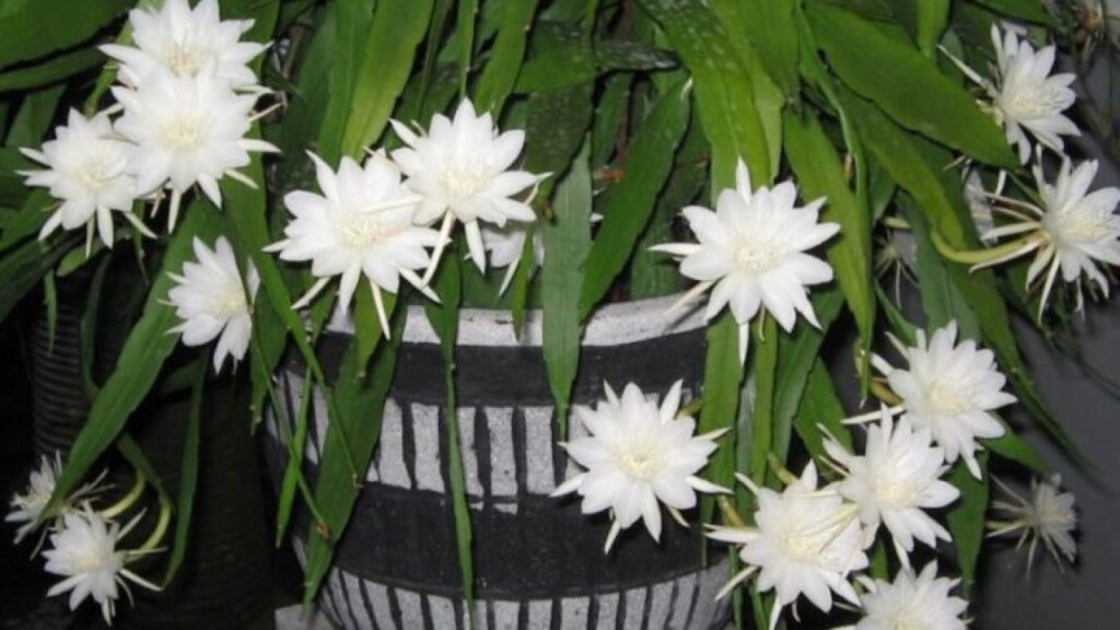 Cara Menanam Wijaya Kusuma Cara Menanam Wijaya Kusuma