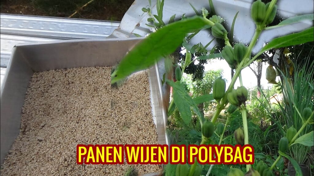 Cara Menanam Wijen Cara Menanam Wijen