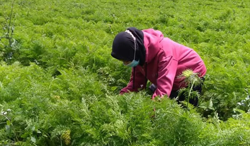 Cara Menanam Wortel Di Kebun