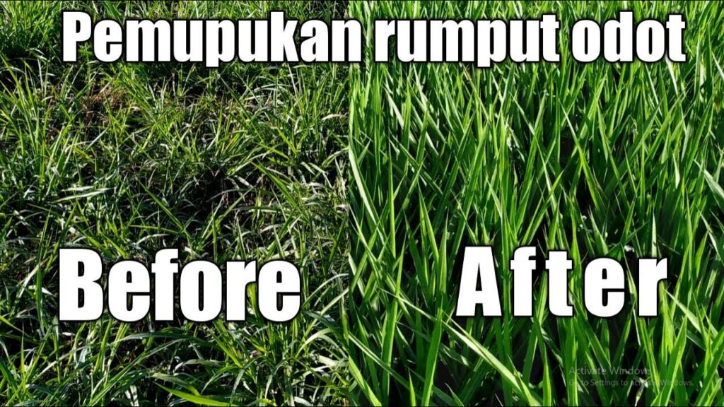 Cara Pemupukan Rumput Odot