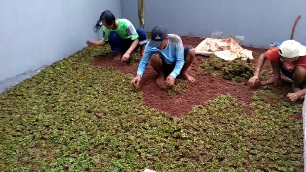 Cara Pemupukan Rumput Taman