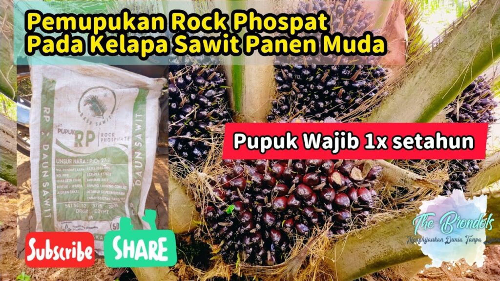 Cara Aplikasi Pupuk Rock Phosphate