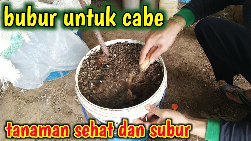 Cara Membuat Pupuk Organik Cair Untuk Cabe Rawit