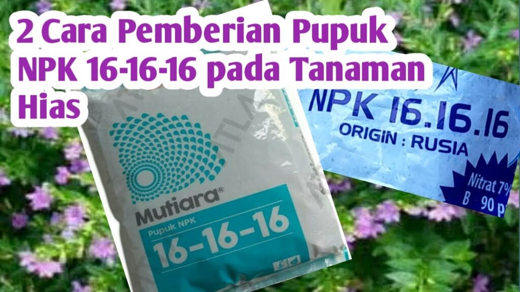 Cara Penggunaan Pupuk Mutiara 16-16-16 Cara Penggunaan Pupuk Mutiara 16-16-16