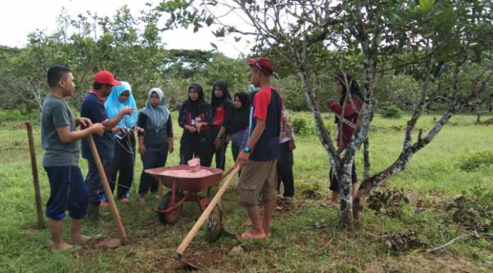 Cara Pemupukan Rambutan Yang Benar