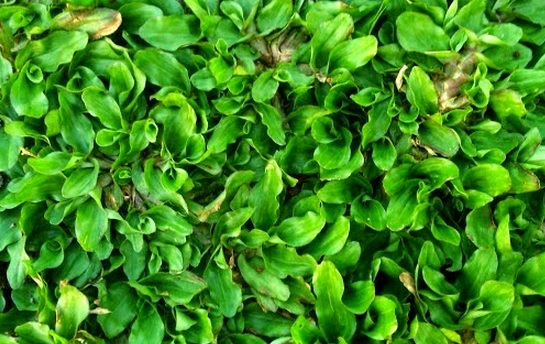 Cara Pemupukan Rumput Gajah Mini